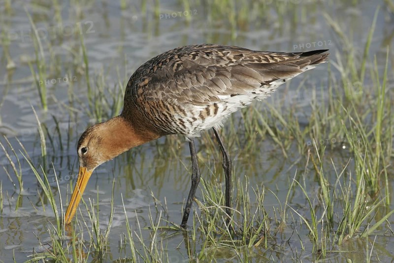 Black-tailed godwit (Limosa limosa)