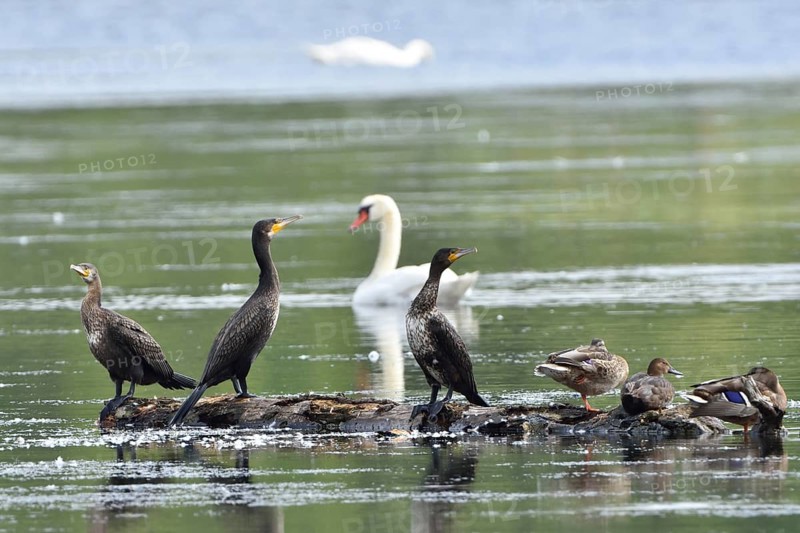 Cormorant (Phalacrocorax carbo)