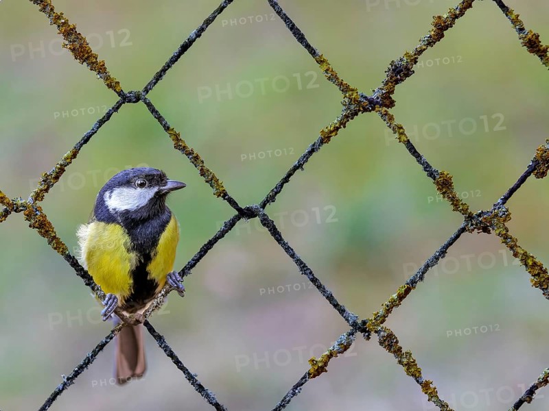 Great tit (Parus major) sitting in a rusty wire mesh fence covered with lichen, Rhine floodplain, Upper Rhine, Baden-Württemberg, Germany, Europe