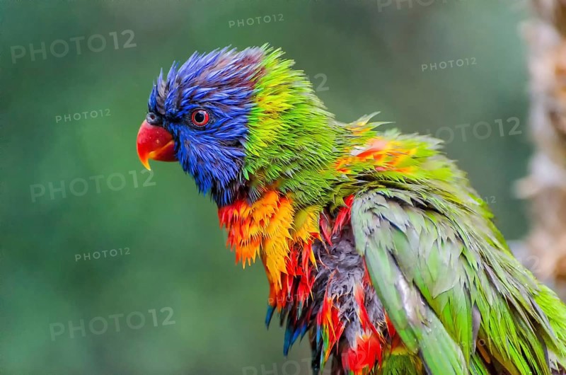 Allcolour lorikeet