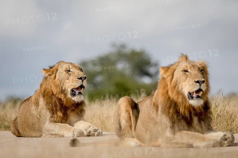 Two young male Lion brothers in the Kruger National Park, South Africa, Africa