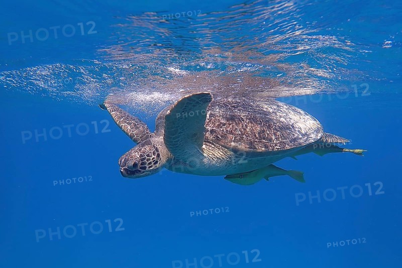 Green turtle (Chelonia mydas)