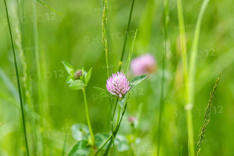 Red meadow clover (Trifolium pratense), Leoben, Styria, Austria, Europe