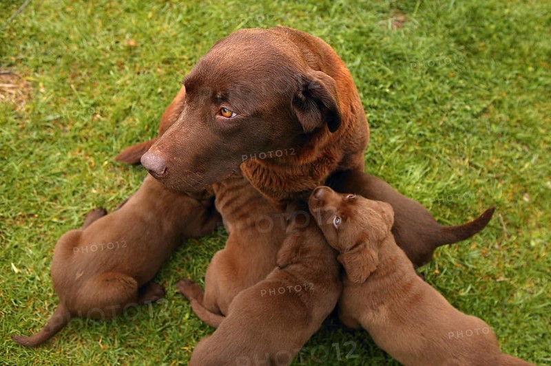 Brown Labrador Retriever dog litter of pups