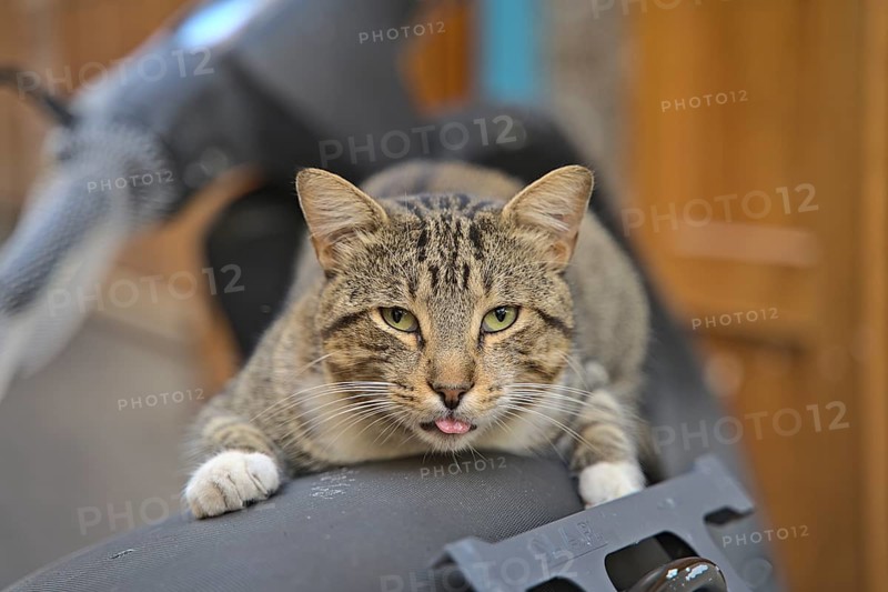 A random cat on a motor scooter in Tanger looking funny in the camera