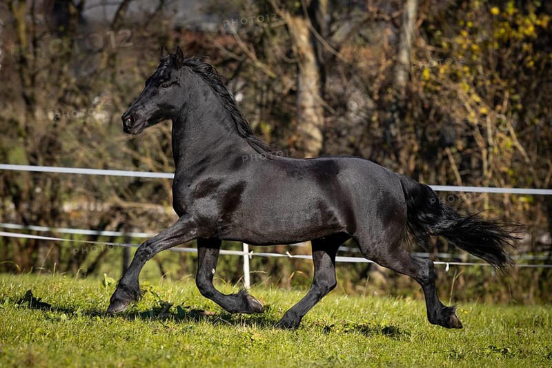 Frisian gelding in the pasture in autumn