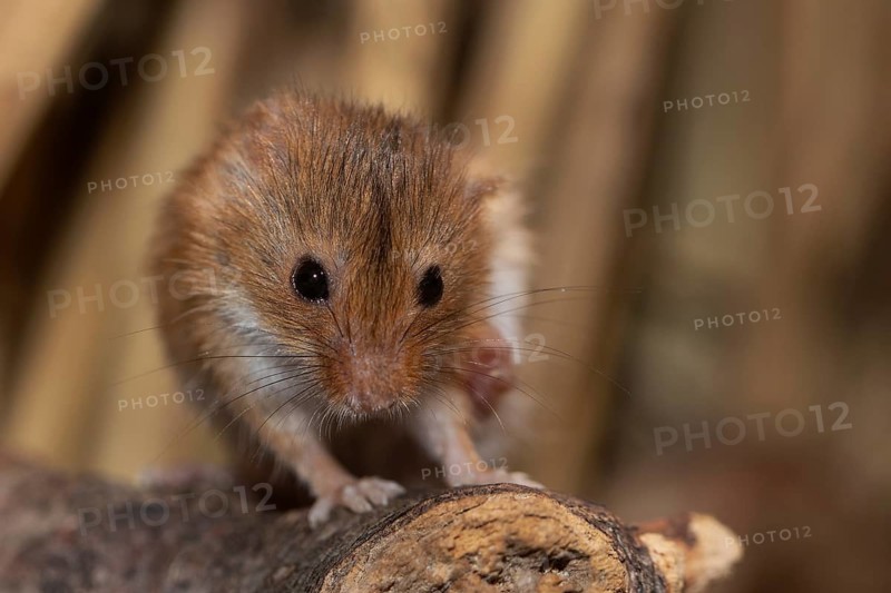 Dwarf mouse standing on a branch in front of reeds looking from the front