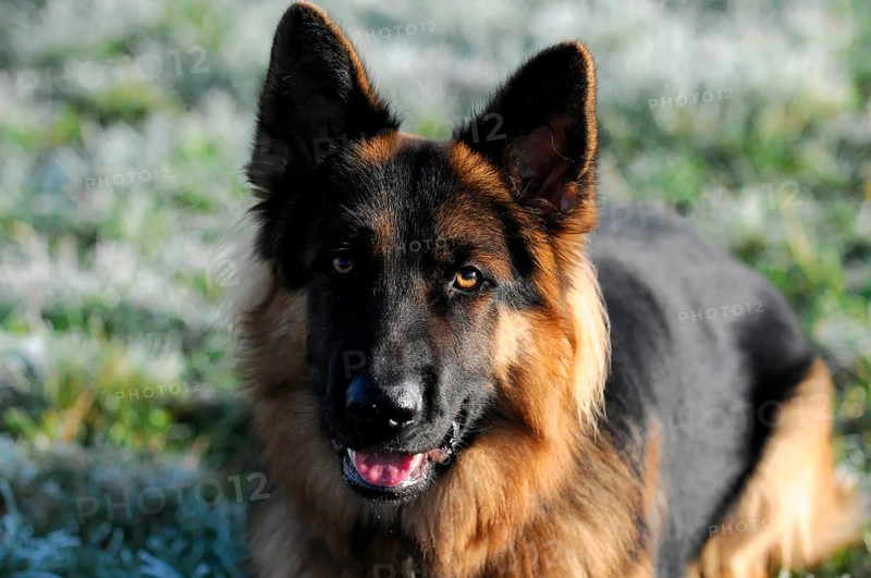 Shepherd dog, portrait, Spraitbach, Baden-Württemberg, Germany, Europe, German shepherd dog smiling, foreground clear, outdoor, slightly frosty background, Schwäbisch Gmünd, Europe