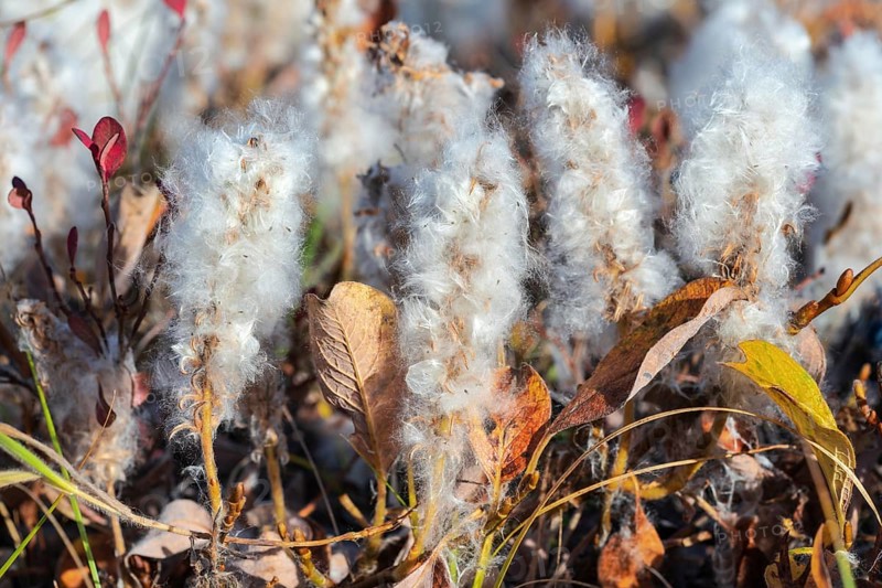 Salix arctica, arctic willow, tiny creeping willow family Salicaceae, low pubescent shrub, with silky and silvery hairs. Close-up view of plant, growing extremely slowly in tundra, autumn season