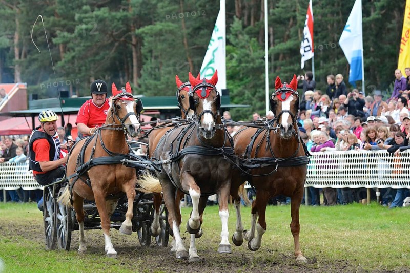 Titans of the racecourse in Brück, Brandenburg