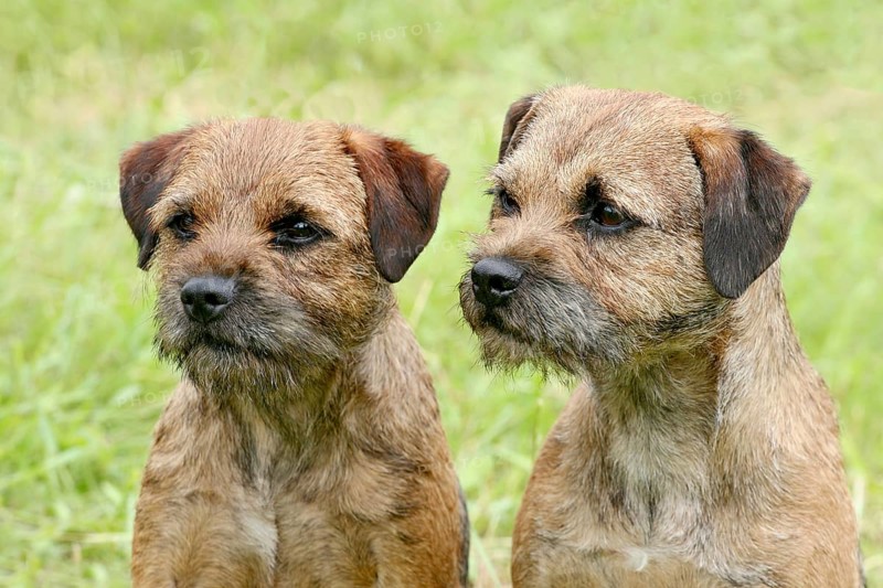 Two Border Terriers in the spring garden