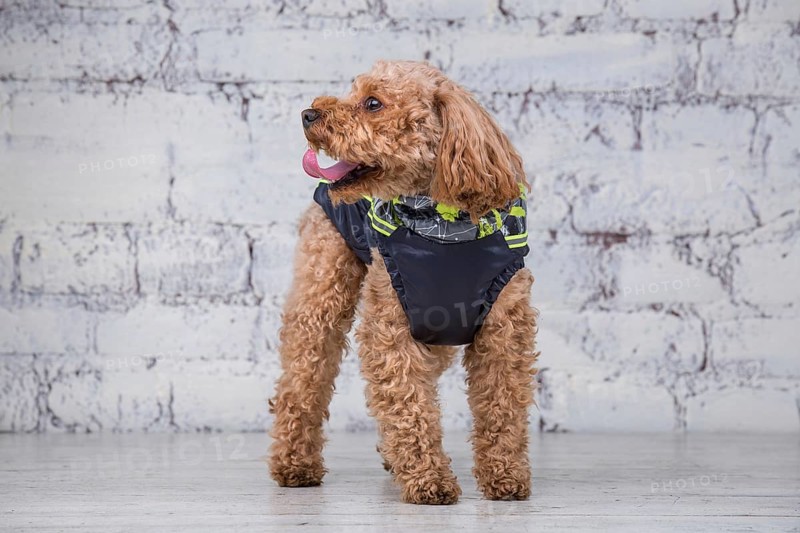 Small funny dog of brown colour with curly hair of toy poodle breed posing in clothes for dogs. Subject accessories and fashionable outfits for pets. Stylish overalls, suit for cold weather for animal