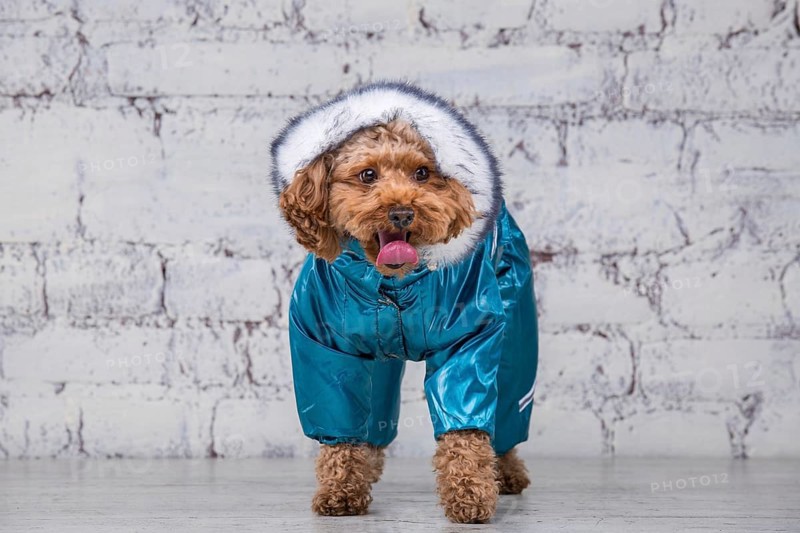 Small funny dog of brown colour with curly hair of toy poodle breed posing in clothes for dogs. Subject accessories and fashionable outfits for pets. Stylish overalls, suit for cold weather for animal