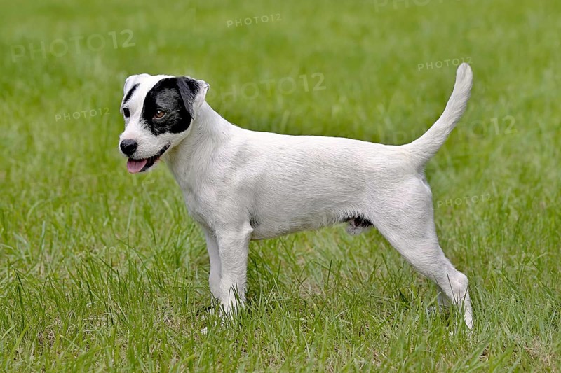 The typical portrait of Parson Russell Terrier in the spring garden