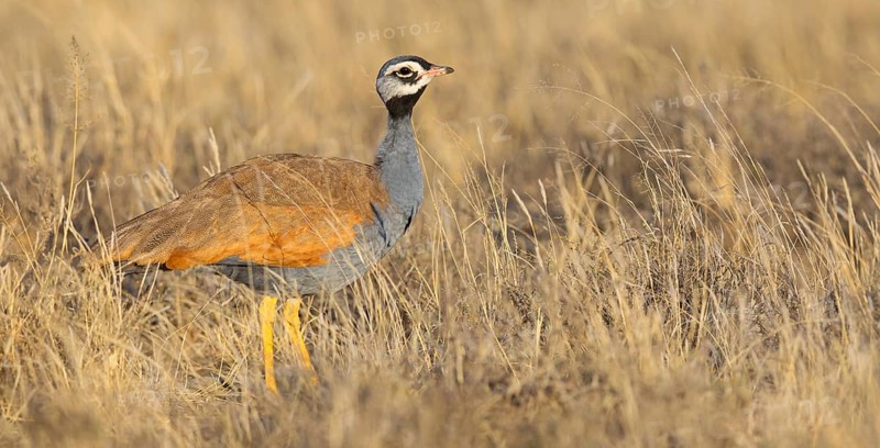 Blue bustard, (Eupodotis caerulescen), Blue Bustard, Blue Korhaan, Outarde plombée, Sisón azulado