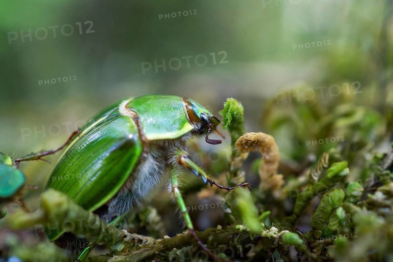 Green cockchafer on moss