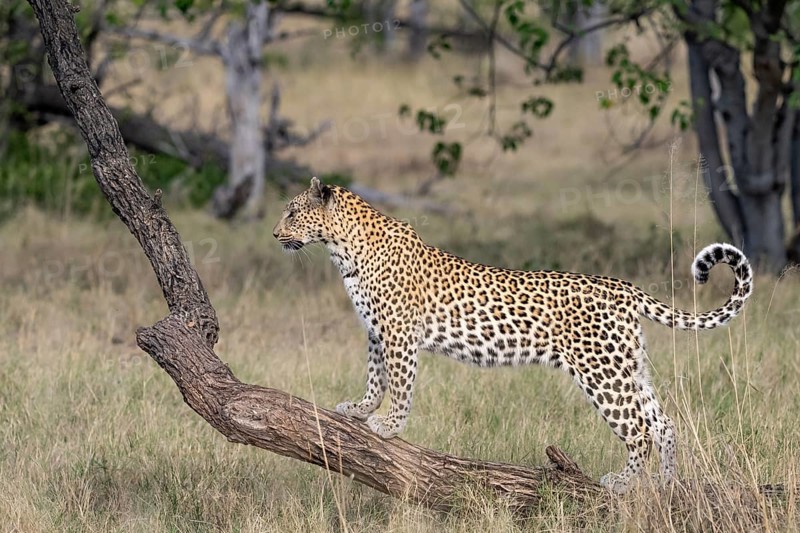 Leopard (Panthera pardus) female, standing on tree trunk, Moremi Game Reserve, Okavango Delta, Maun, Botswana, Africa