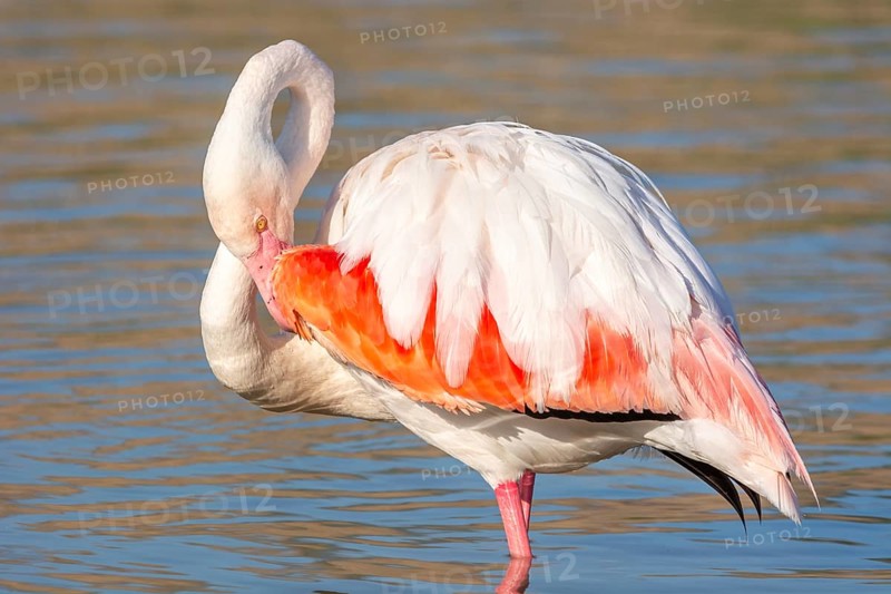 Portrait of a flamingo in a Camargue marsh., animal in the nature habitat, France, Europe