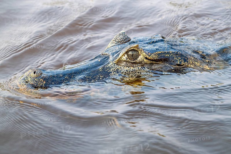 Spectacled caiman (Caiman crocodilus yacara), Crocodile (Alligatoridae), crocodile (Crocodylia), animal portrait, Pantanal, inland, wetland, UNESCO Biosphere Reserve, World Heritage Site, wetland, Mato Grosso, Brazil, South America