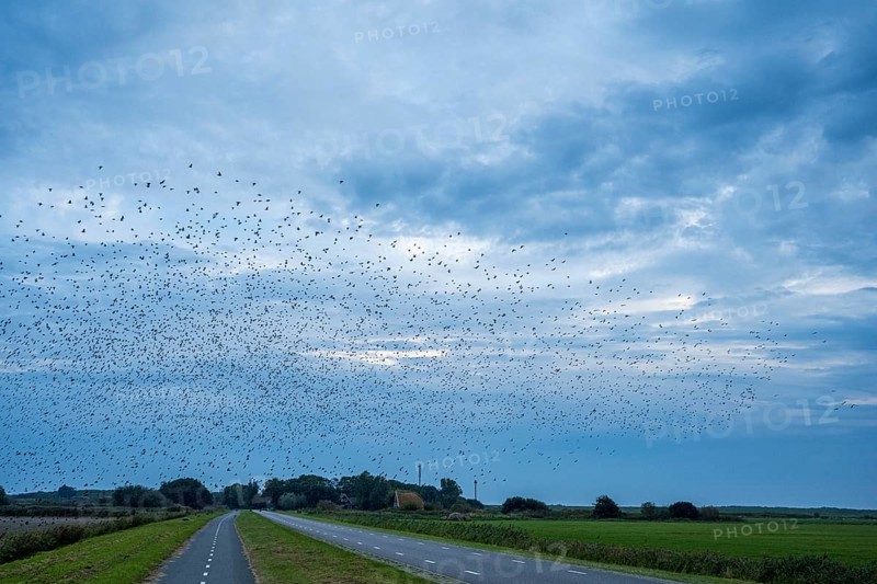 Large flock of birds over a road and fields under a cloudy sky in a blue landscape, Starling flight at dusk on Texel, Starling, Sturnidae