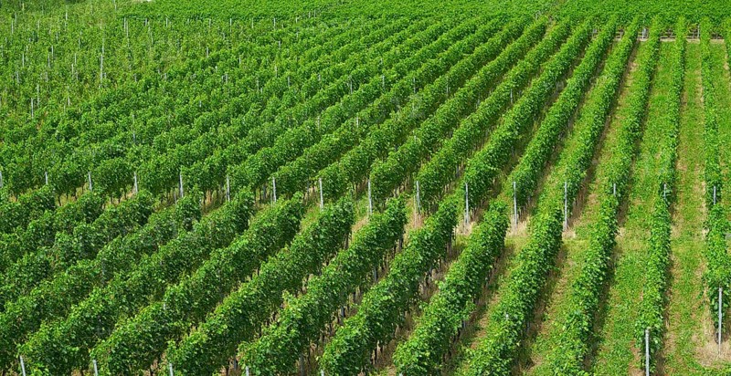 Aigle vineyard in Alps at Switzerland Swiss