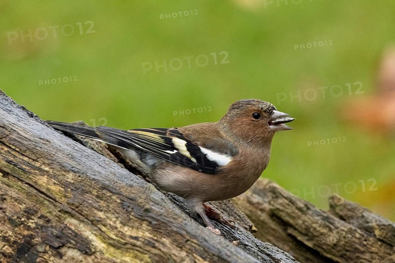 Chaffinch with food in beak sitting on tree stump looking right