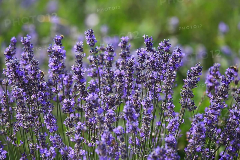 Close-up of lavender in bloom in a lush field. The lavender flowers are a rich purple colour and are close together. In the background, green plants and other lavender flowers can be seen out of focus. Bees are visible on some of the flowers, busily collecting nectar, which emphasises the importance of lavender for biodiversity and pollination
