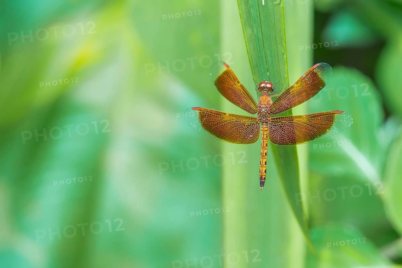 Red dragonfly on a green leaf