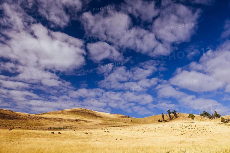 Summer time landscape in the Central Plateau Conservation Area near Ouse in Tasmania, Australia, Central Highlands, Australia, Oceania