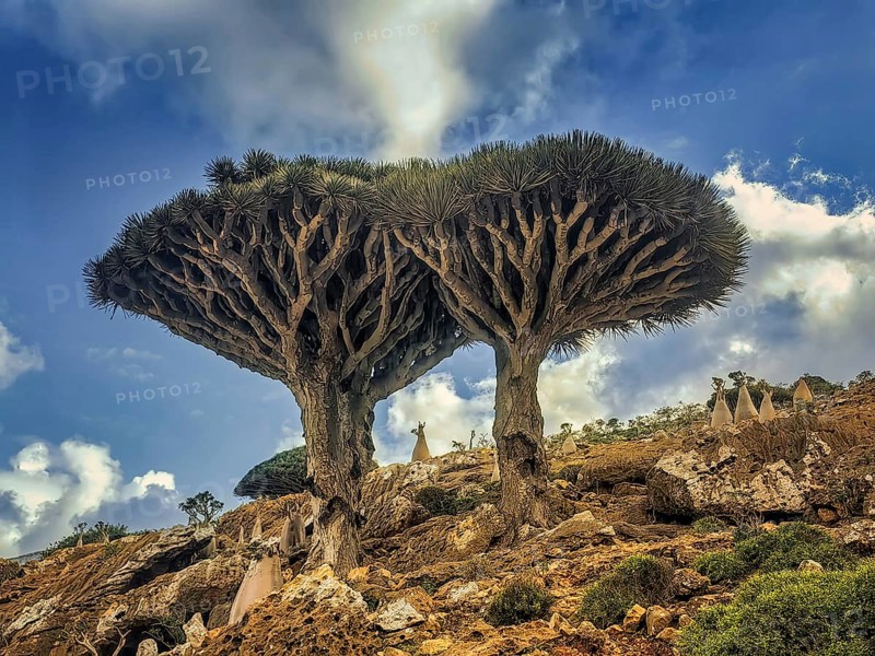 Endemic plants Dracaena cinnabari by the sea on a rock