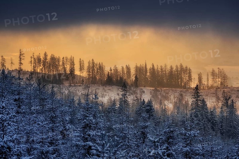 Snowy trees near Podbanske in winter with snow and fog at sunset in Slovakia