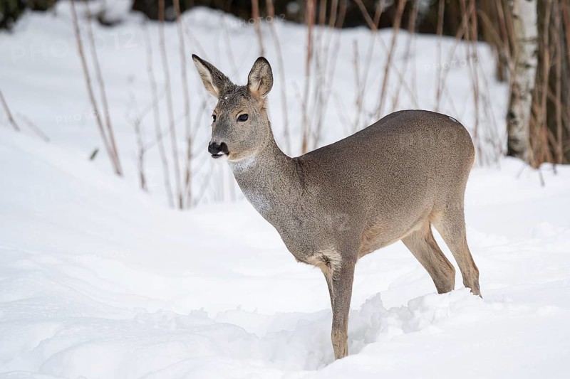 Wild roe deer in the snow. Capreolus capreolus