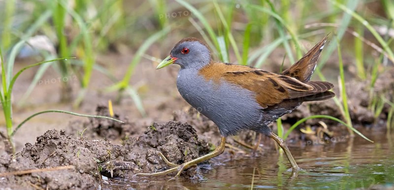 Little Crake, Little Crake, Small Crake, (Porzana parva), biotope, habitat, foraging, family of rails, waterfowl, waterbirds Lesvos, Greece, Europe