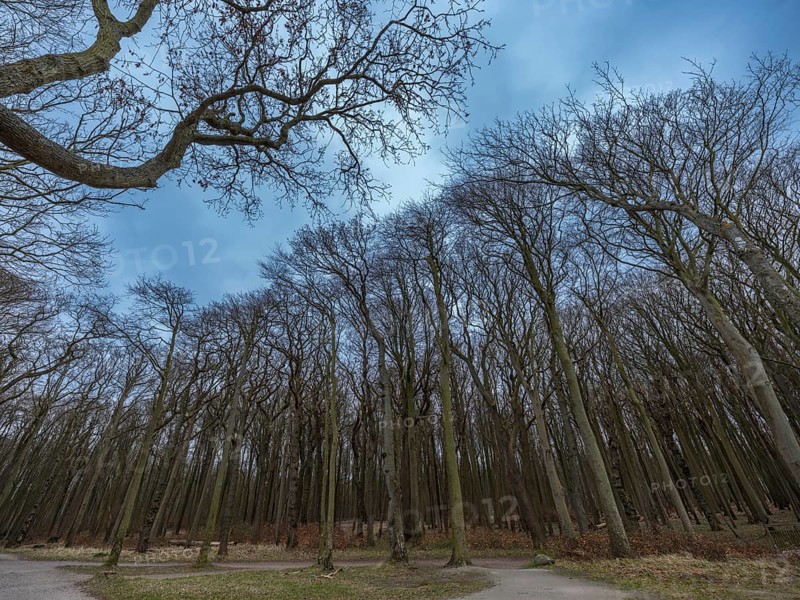 Trees in the ghostly forest on the cliffs facing the Baltic Sea, Nienhagen, Mecklenburg-Vorpommern, Germany, Europe