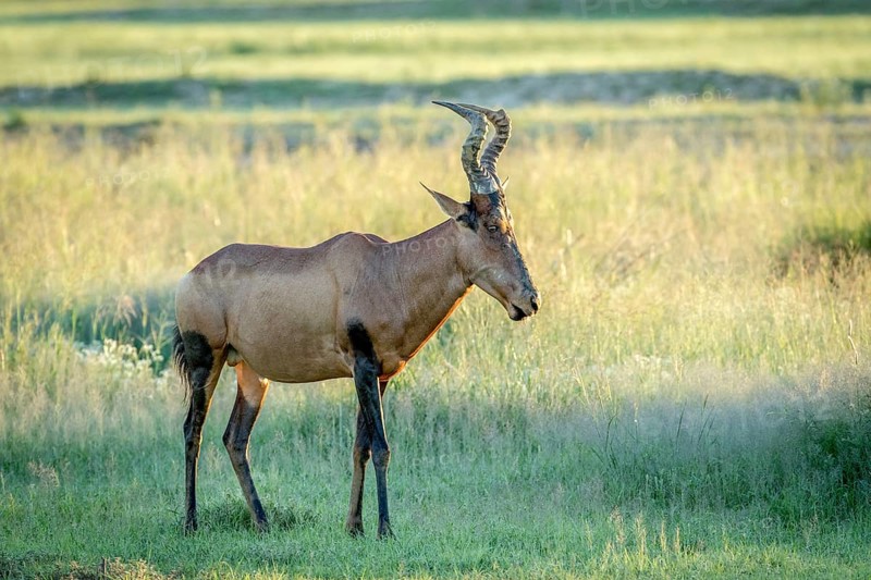 Red hartebeest standing in the grass