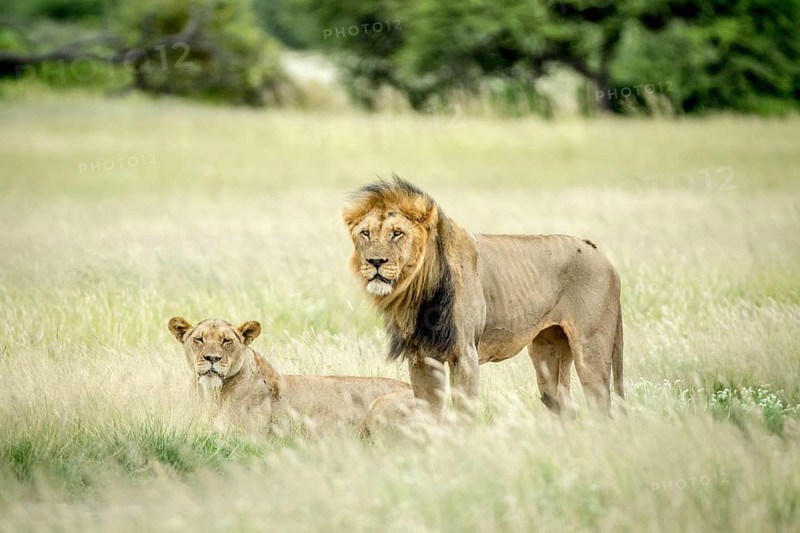 Lion mating couple in the grass in the Central Kalahari, Botswana, Africa