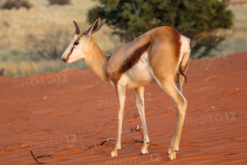Springbok on the red dunes of the Kalahari desert, Namibia, Africa