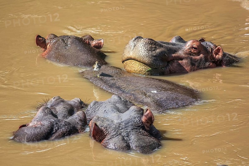 A group of hippopotamus in a river. Serengeti National Park, Tanzania, Africa