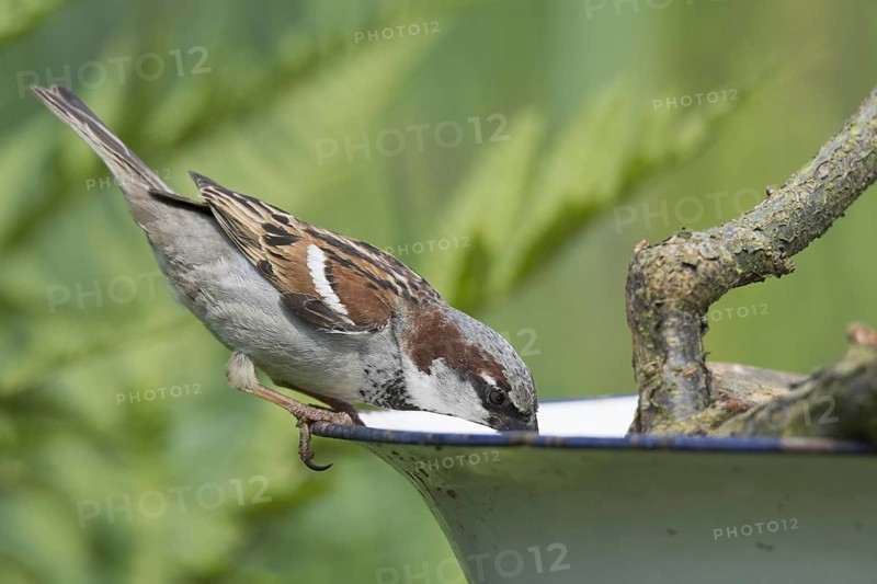 House Sparrow (Passer domesticus) (Passer domesticus)