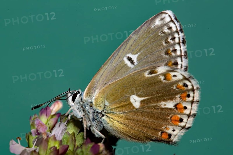 Cranesbill Blue (Aricia eumedon)