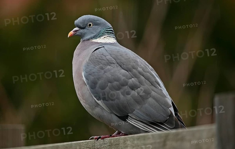 Wood pigeon (Columba palumbus)