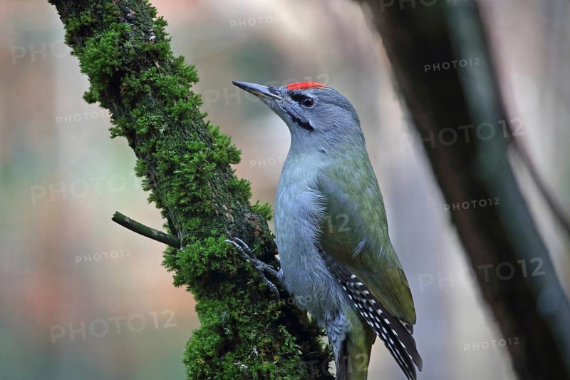 Grey-headed Woodpecker (Picus canus)