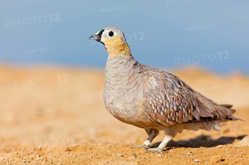 Crowned flying fowl, (Pterocles coronatus), North America, Middle East, family of flying fowl, chicken bird, Celias Waterhole, Ezuz, HaDarom, Israel, Asia