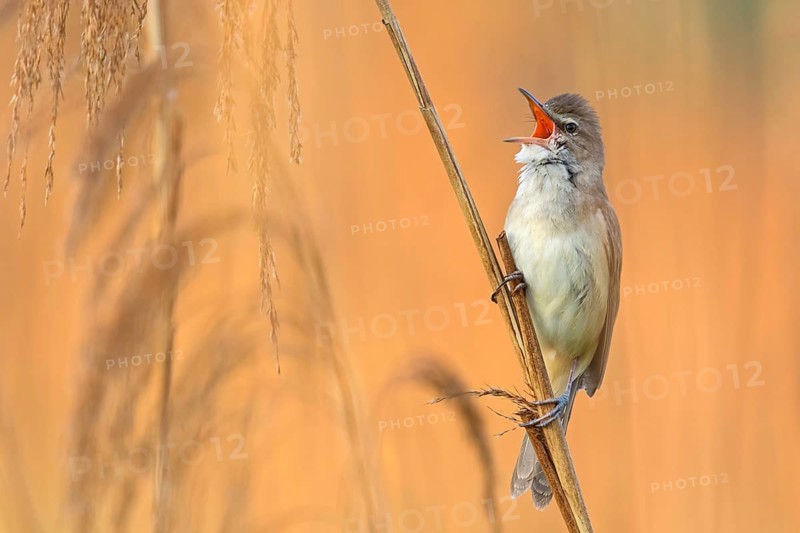 Reed warbler, (Acrocephalus arundinaceus), reedbed perch, biotope, habitat, animals, birds, songbird, reed warbler genus, Lobau, Vienna, Donaustadt, Vienna, Austria, Europe