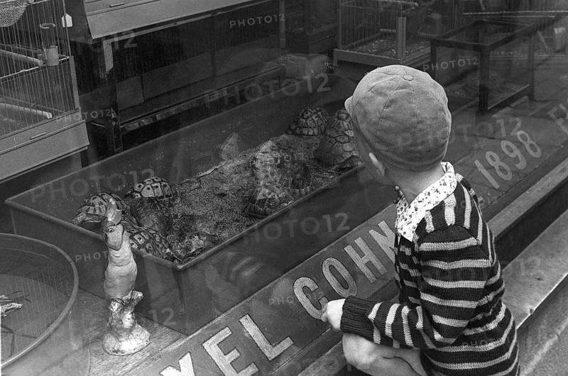 Stockholm 1954. A boy is fascinated by the turtles in the shop window of the Axel Cohn shop at Mäster Samuelsgatan 52. A shop that also sold caged birds and aquarium fish. Axel Cohn wrote the book Akvarieboken in 1929, a guide to the selection and care of aquarium fish. Birds fascinated the actually Danish citizen Axel Cohn, who already in the 1890s established his first pet shop in Klarakvarteren in Stockholm. Then he started selling canaries and other exotic birds, which was a novelty at the time. In the 1920s, wild-caught native birds were most commonly used as cage birds. Sweden. Kristoffersson ref Pärm 1-28