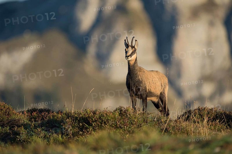In the midst of the mountains... Chamois (Rupicapra rupicapra) in front of a steep rock face looking attentively at the camera in the Bernese Oberland in the Swiss Alps