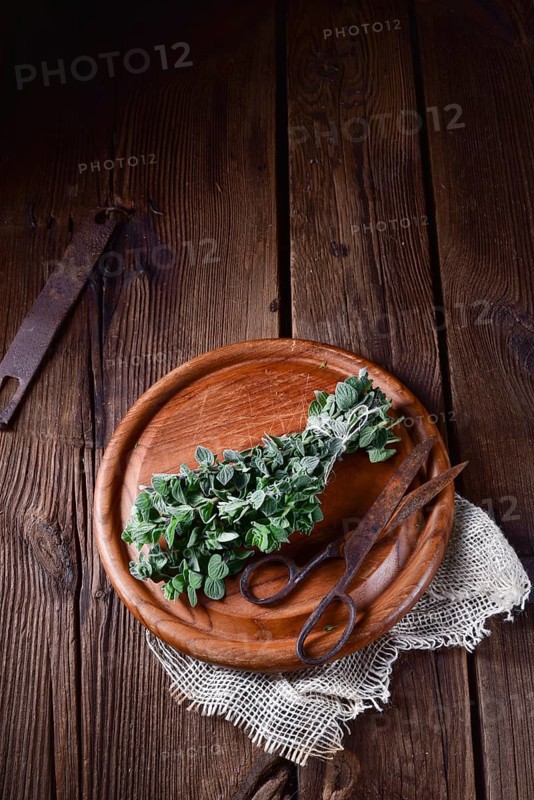 Aromatic oregano (Origanum vulgare)