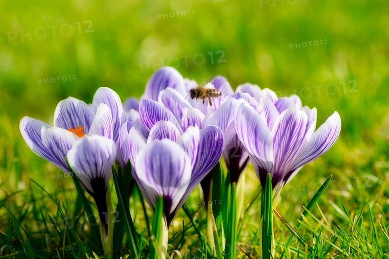 Beautiful springflower crocus in the garden