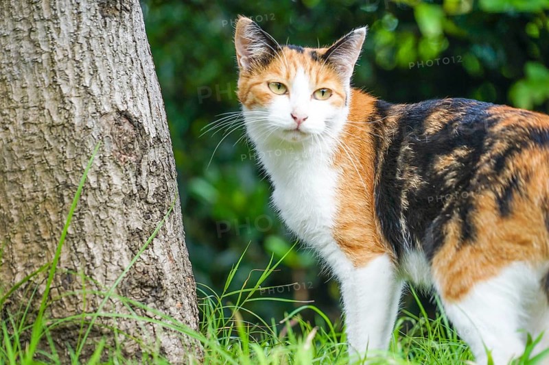 Tortoiseshell cat nestled in prairie. Shooting Location: Tokyo metropolitan area