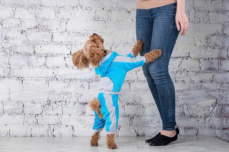 Small funny dog of brown colour with curly hair of toy poodle breed posing in clothes for dogs. Subject accessories and fashionable outfits for pets. Stylish overalls, suit for cold weather for animal